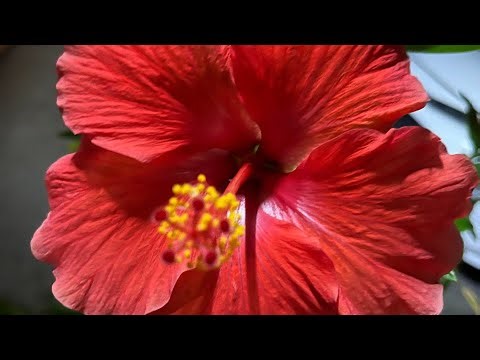 My backyard tour with different vegetables