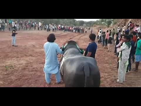 HINDISTONDAGI BUQALAR JANGI.