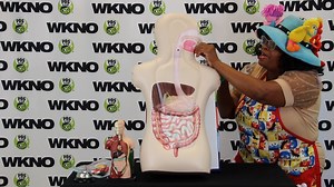 Science can be fun, especially SILLY SCIENCE. Let's find out about 'How our Stomach Works' with this Silly Science lesson from WKNO'S TEACHER TEACHER! Get great resources to aid in teaching your children at: https://tn.pbslearningmedia.org. Email your pictures, comments or questions to WKNOTeacherTeacher@gmail.com. Thank You International Paper Foundation for supporting WKNO's Silly Science. #BookAdventures #SillyScience #WKNOTV #WKNOsTeacherTeacher #ScienceCanBeFun | WKNO