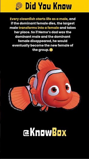 Clownfish Are Born Male - Then Some Become Female