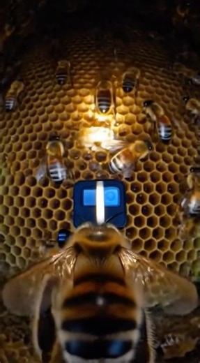 POV: You’re a bee with a tiny research camera entering the hive 🐝📷