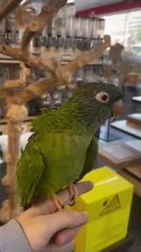 😱😲 Blue-Crowned Conure: The Hollywood Parrot That Loves Like Humans Do!