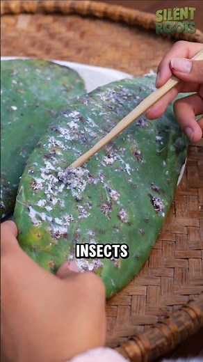 Lipstick Made From Crushed Insects