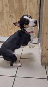 59K views · 1.1K reactions | Miss Shortstack is our Dog of the Day!...