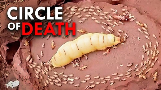 Why Do Termites Lick Their Queen to Death?