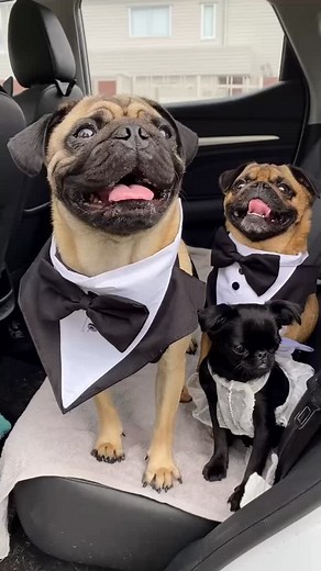 Three dogs, two brides and one unforgettable wedding at @bundaleer ! 🐾💍 Mabel, Griffin, and Reggie joined their mums, Mel & Amy, on their special day — dressed to impress in tuxedos and a tutu! These small lil cuties were full of love (and a little mischief 😅), soaking up every cuddle, butt scratch, and nap in @sydney.happyhounds arms. A big shoutout to the team, Sydney & Bridgette, for keeping the trio happy and camera-ready at the beautiful Bundaleer Rainforest. 🌿❤️ . . . #dogsatweddings #