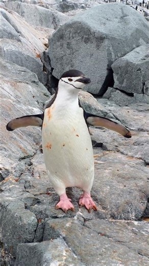 Mi primera vez viendo un pingüino de Barbijo. Imágenes desde la Antártida 🐧😍❤️