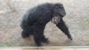 4.1K views · 524 reactions | Not even snow in Louisiana could stop Crystal and Behavior Specialist Robyn from getting in their walk! Over the past two years, Crystal has lost more than 60 pounds thanks in large part to their commitment to one another. Way to go, Crystal and Robyn! ️   : Robyn | Chimp Haven | Facebook