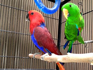 Eclectus Parrot Melbourne | Tame and Talking Eclectus | CALL 1300 MY BIRD