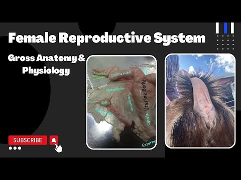 Female reproductive system. #reproductivesystem #goats #vagina #uterus #veterinary