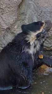 7.1K views · 293 reactions | Splish splash, Auggie's taking a bath  | Phoenix Zoo | Facebook