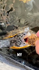 Make snack time more than a bite—make it a game. 🐢💦 Zilla Turtle Chasers float, move, and challenge your turtle to chase down every delicious bite. Enrichment nutrition = win-win. ✨ LINK BELOW to shop now 🛒 #turtletreats #turtle https://bit.ly/35VRuvB | Zilla Products