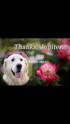 Jupiter’s Story – Still With Meジュピターのいた風景