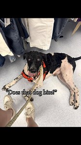 Odd Standard Poodle: Shaved, Small and Surprisingly Calm