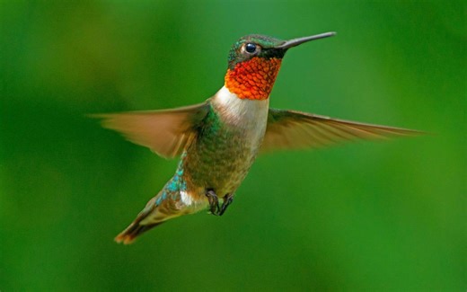 The Return of the Ruby-Throated Hummingbirds: Where They Show Up First Each March