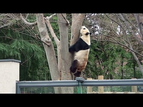 Panda climb a tree 木登り パンダ 上野動物園