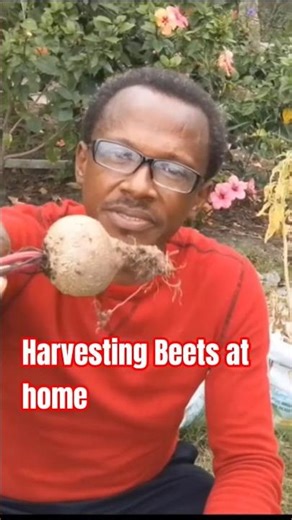 Growing and Harvesting Beets At Home