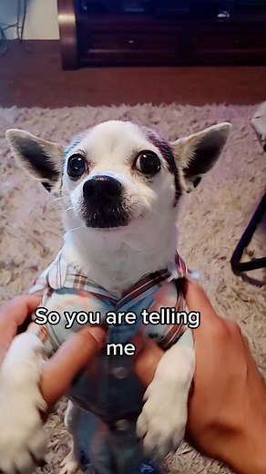 Put Your Hands Up and Bounce Challenge TikTok Compilation