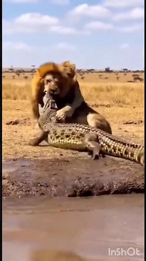 lion vs crocodile fight | elephant vs elephant fight | #funny #comedy ‪@ASZAD-OFFICIAL‬