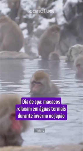 Turistas que visitaram o Parque dos Macacos de Jigokudani, em Yamanouchi, na sexta (16) foram surpreendidos com uma cena inusitada. Dezenas de macacos-das-neves estavam curtindo as águas termais do local e, ao mesmo tempo, fugindo das temperaturas negativas do inverno no Japão. #macacos #animais #japão #inverno #videos #uolhoje | UOL Notícias