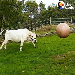 7.9M views · 90K reactions | This cow makes the cutest little grunts when he’s playing fetch with Mom  | The Dodo | Facebook