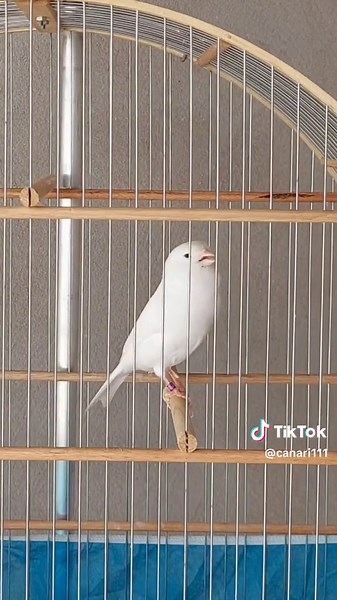 Canary Singing and Training Techniques