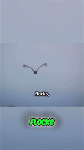 Migrating Birds: Perils and Predators of Their Journey #shorts