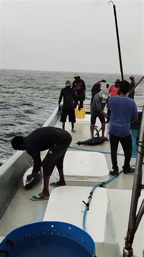 সাগর থেকে টোনা মাছ ধরা #foryou #maledives #automobile #shortvideos #fish #viral #instafamous #likee