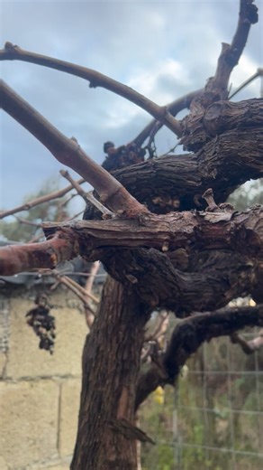 Petrit Tahiri | Grape pruning | Instagram