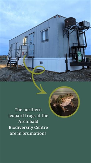 15 reactions | The northern leopard frogs in our care at the Archibald Biodiversity Centre (ABC) have been moved into the brumation trailer, where they will remain until spring! ❄️ Brumation is a state of dormancy that many reptiles and amphibians enter during colder months. While similar to hibernation, it differs in that the frogs adjust their activity and needs based on the surrounding temperature, reducing their need for oxygen and food. #WilderTogether | Wilder Institute | Facebook