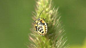 Pentatomidae Beetle Shield Bugs Sit Green Leaf Macro Grass Green