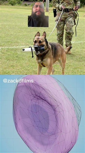 Military dog breaks a tooth #meme #funny #trending #subscribe #zackdfilm #dog