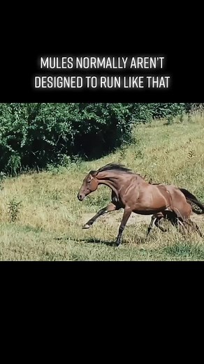 Bougie Ranch on TikTok