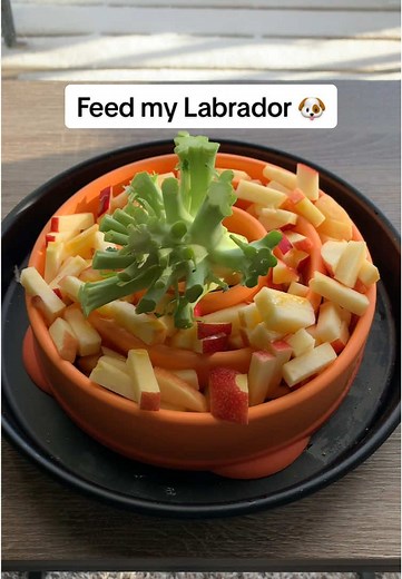 Feed my Labrador 🐶 #labradorretriever #silverlab #dogsoftiktok #dogfood #dog