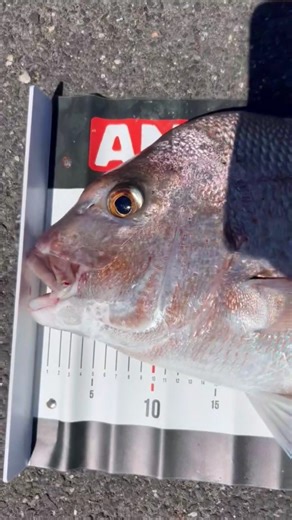 Epic 67cm Snapper Catch Snapper Fishing Tips & Action | Snapper Caught on Pilchard Big Fish Hookup