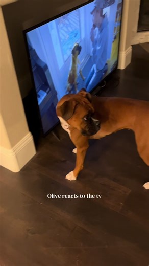 Olive the Boxer Dog Reacts to TV
