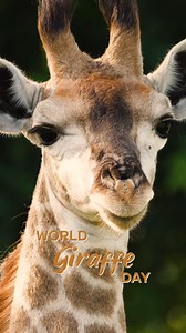 Happy World Giraffe Day! Did you know that the giraffe is the tallest mammal in the world? Few sights are more graceful than catching giraffes strolling through the savannah, their heads held high above the trees. Don't take our word for it - see them strolling for yourself at Mabula Game Lodge! Book now. #MabulaGameLodge #Mabula #WorldGiraffeDay #Giraffe | Mabula Game Lodge
