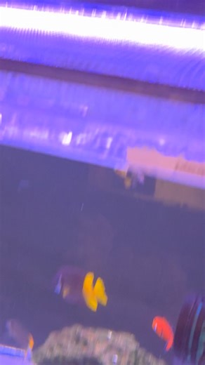 Fish are released from qt!!!! | Quality Saltwater Fish and Corals