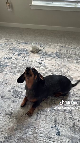 Talented Mini Dachshund Singing Adorably