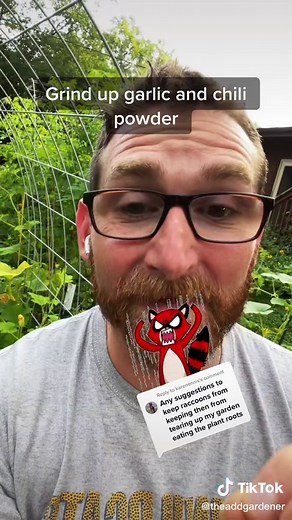 Effective Strategies to Keep Raccoons Out of Your Garden