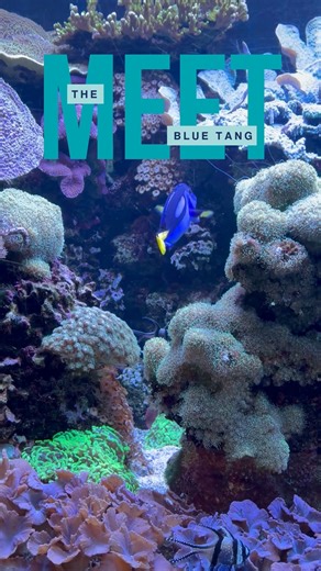 Meet the Blue Tang 💙🐟 With its bright blue body and sunny yellow tail, the blue tang isn’t just eye-catching, it’s essential to healthy reefs! These fish help keep coral clean by grazing on algae, giving reefs space to grow and thrive. Found cruising warm tropical waters, blue tangs are fast swimmers and love life among coral reefs. #okaquarium #bluetang | Oklahoma Aquarium