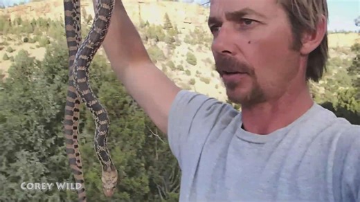 Snake USA venomous | Bull snake and coach whip snake reptiles USA