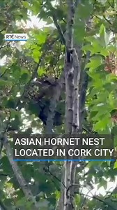 An Asian hornet nest has been located in a sycamore tree in Cork city following a hunt by the National Parks and Wildlife Service (NPWS). The nest was located close to where an Asian hornet was discovered earlier this month. That sighting and capture was the second confirmed identification of an Asian hornet in Ireland. The Asian hornet poses a significant threat to biodiversity in Ireland, and a single nest can devastate honeybee populations, but it does not pose a significant public health ris