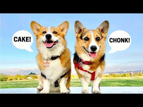 Dog Bakes a Birthday Cake! #corgi