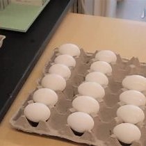 Video: Analysis of Neural Crest Migration and Differentiation by Cross-species Transplantation