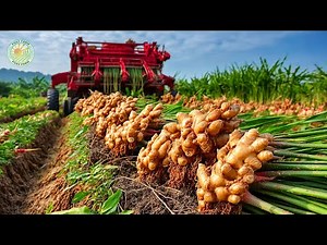 How Farmers Cultivate and Harvest Ginger With Modern Technology