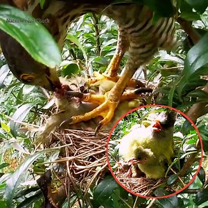 1.2M views · 20K reactions | The whole process of an eagle attacking a bird's nest | Natural Bird Check | Facebook