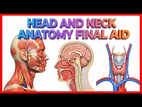 Head and Neck Anatomy Final Aid ( High-yield Topics Covered for Exam orientation) 🧠✨ USMLE Step 1