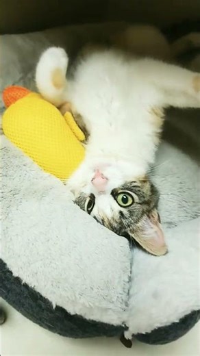 7-month-old tiny cute white, brown, & beige tabby kitten is new to the cat shelter i volunteer at 🥺💔