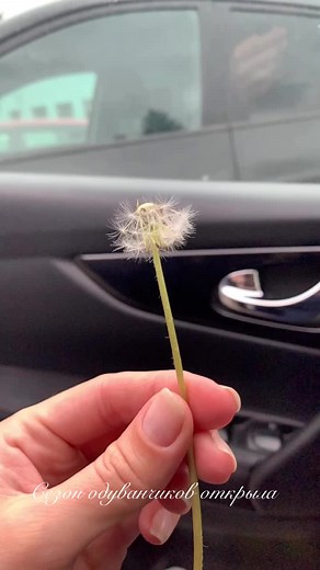 Dandelion Seed Head Close-Up in Nature's Beauty